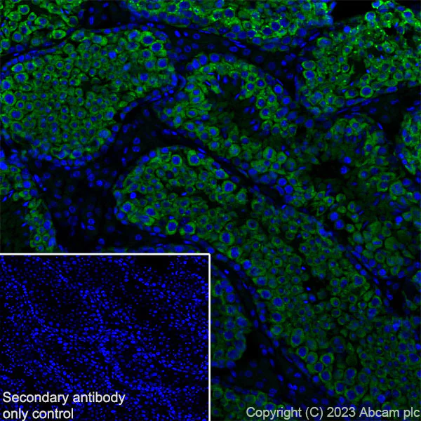 Immunohistochemistry (Frozen sections) - Anti-DDX4 / MVH antibody [EPR24148-58] - Chicken IgY (Chimeric) (AB314236)