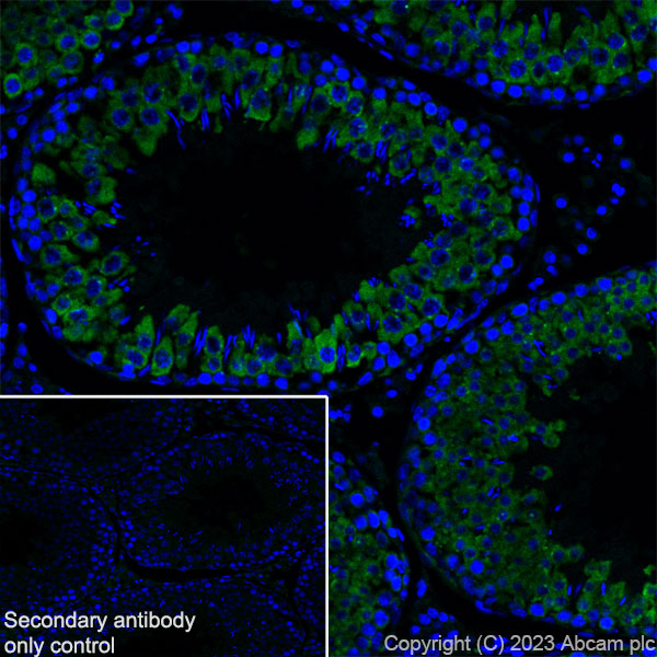 Anti-DDX4 / MVH antibody [EPR24148-58] - Chicken IgY (Chimeric)