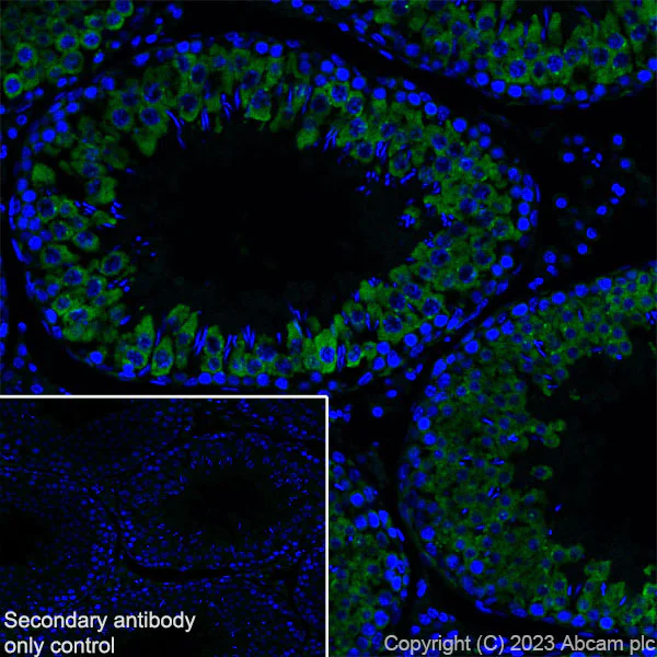 Immunohistochemistry (Frozen sections) - Anti-DDX4 / MVH antibody [EPR24148-58] - Chicken IgY (Chimeric) (AB314236)