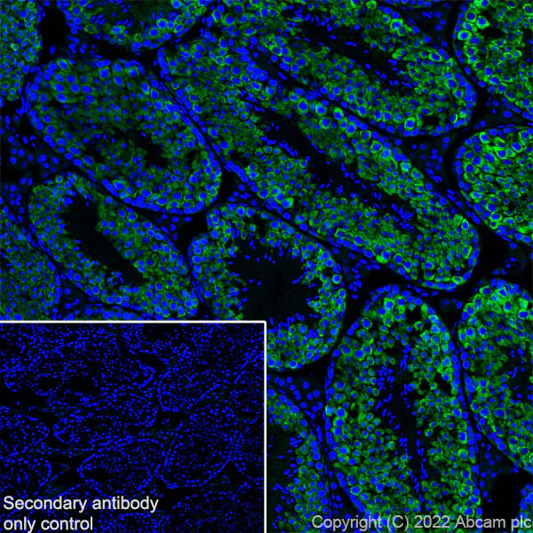Immunohistochemistry (Frozen sections) - Anti-DDX4 / MVH antibody [EPR24148-58] - Chicken IgY (Chimeric) - BSA and Azide free (AB307373)