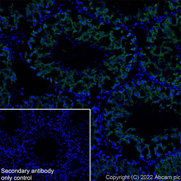 Immunohistochemistry (Frozen sections) - Anti-DDX4 / MVH antibody [EPR24148-58] - Chicken IgY (Chimeric) - BSA and Azide free (AB307373)