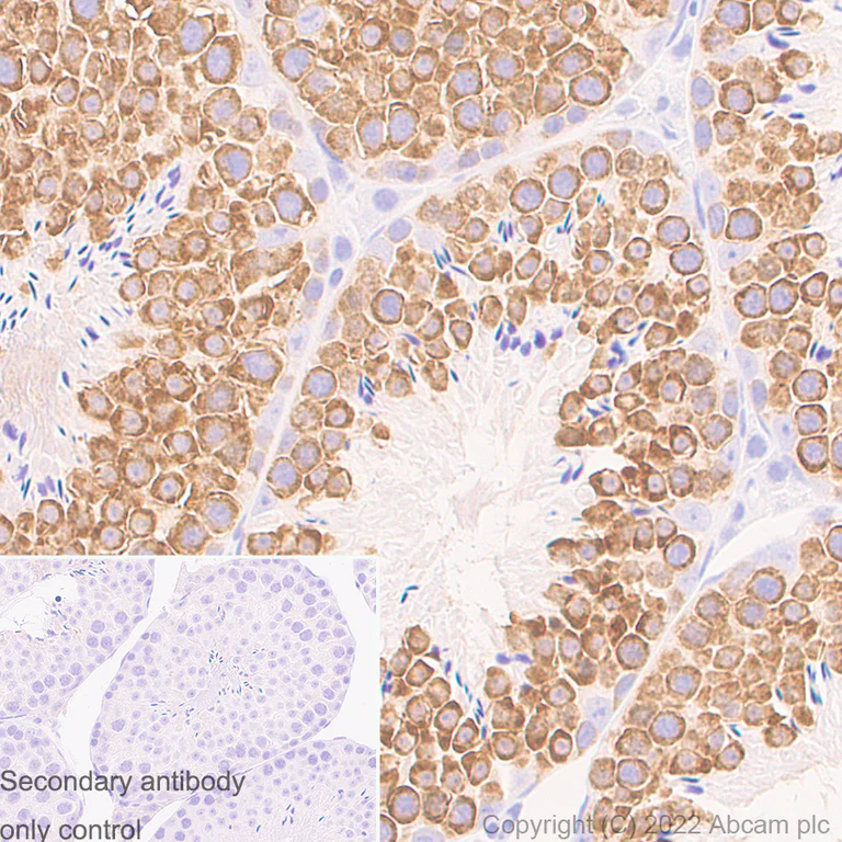 Immunohistochemistry - Anti-DDX4 / MVH antibody [EPR24148-58] - Chicken IgY (Chimeric) - BSA and Azide free (AB307373)