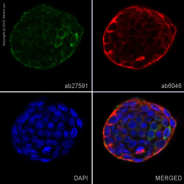 Immunocytochemistry/ Immunofluorescence - Anti-DDX4 / MVH antibody [mAbcam27591] (AB27591)