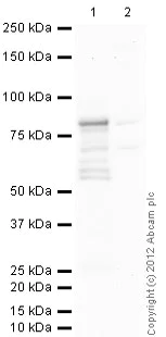Western blot - Anti-DDX4 / MVH antibody [mAbcam27591] (AB27591)