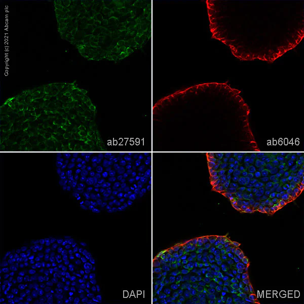 Immunocytochemistry/ Immunofluorescence - Anti-DDX4 / MVH antibody [mAbcam27591] - BSA and Azide free (AB180462)