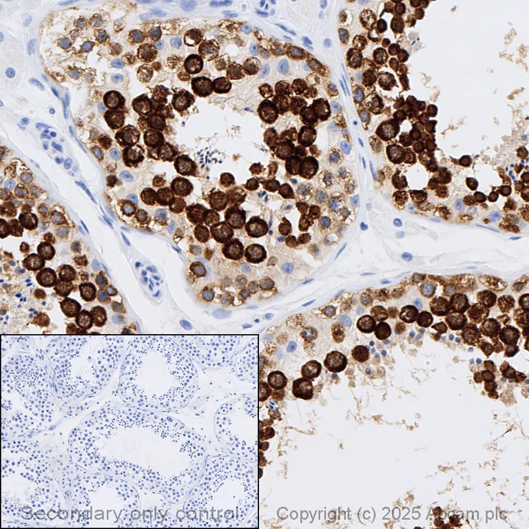 Immunohistochemistry (Formalin/PFA-fixed paraffin-embedded sections) - Anti-DDX4 / MVH antibody [mAbcam27591] - BSA and Azide free (AB180462)