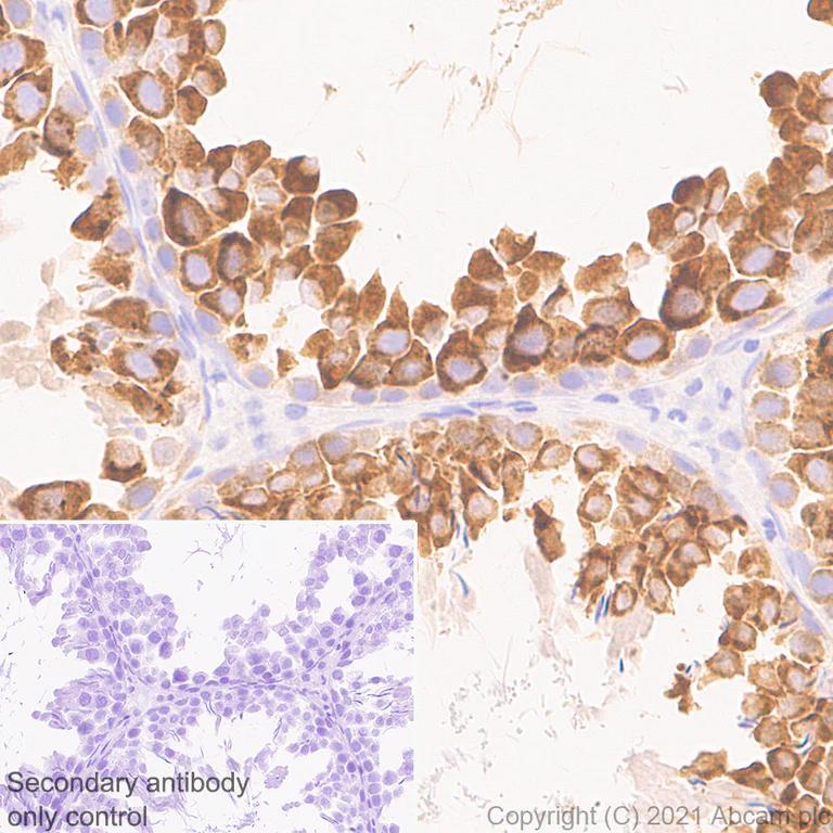 Immunohistochemistry (Formalin/PFA-fixed paraffin-embedded sections) - Anti-DDX4 / MVH antibody [RM1022] - BSA and Azide free (AB284612)