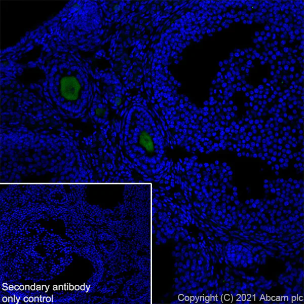 Immunohistochemistry (Frozen sections) - Anti-DDX4 / MVH antibody [RM1022] - BSA and Azide free (AB284612)