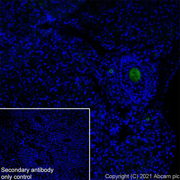 Immunohistochemistry (Frozen sections) - Anti-DDX4 / MVH antibody [RM1022] - BSA and Azide free (AB284612)