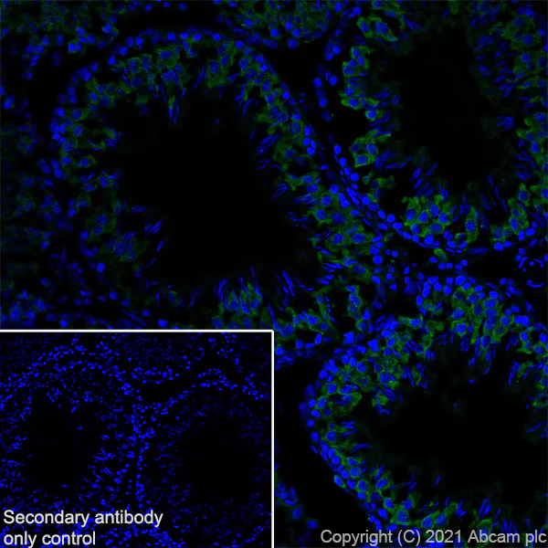 Immunohistochemistry (Frozen sections) - Anti-DDX4 / MVH antibody [RM1022] - BSA and Azide free (AB284612)