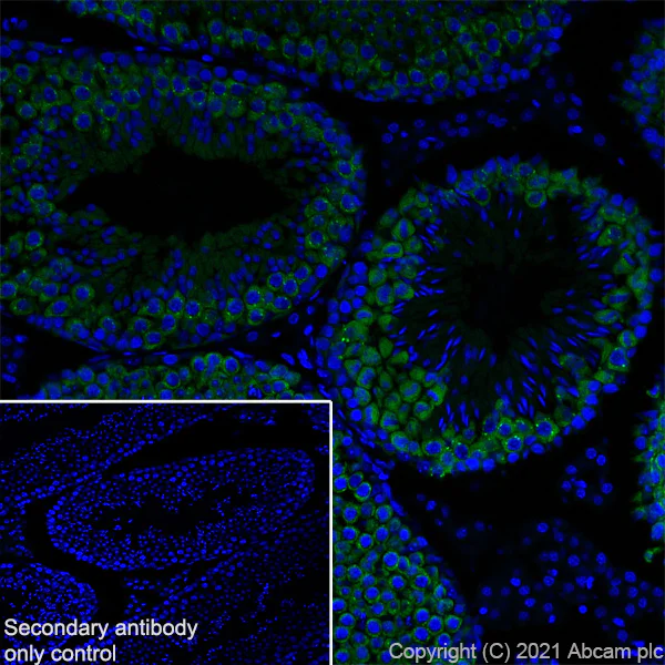 Immunohistochemistry (Frozen sections) - Anti-DDX4 / MVH antibody [RM1022] - BSA and Azide free (AB284612)