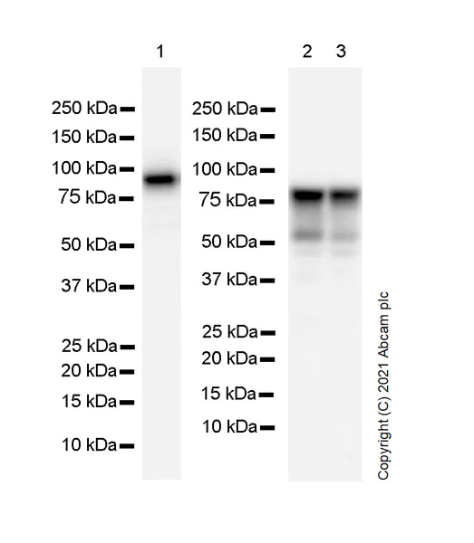 Western blot - Anti-DDX4 / MVH antibody [RM1022] - BSA and Azide free (AB284612)