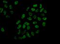 Immunocytochemistry/ Immunofluorescence - Anti-DDX41 antibody [EPR14298] - BSA and Azide free (AB250572), expandable thumbnail