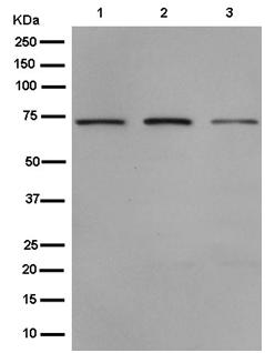 Western blot - Anti-DDX41 antibody [EPR14298] - BSA and Azide free (AB250572), expandable thumbnail
