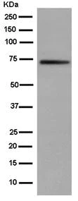 Western blot - Anti-DDX41 antibody [EPR14298] - BSA and Azide free (AB250572)