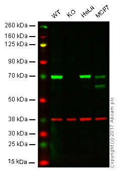 Western blot - Anti-DDX5 antibody [2257C3a] (AB53216)