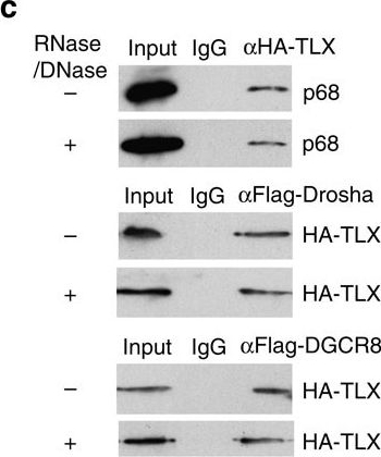 Western blot - Anti-DDX5 antibody (AB10261)
