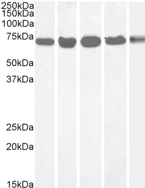 Western blot - Anti-DDX5 antibody (AB10261)