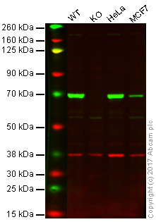 Western blot - Anti-DDX5 antibody (AB21696)