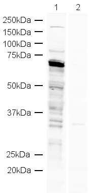 Western blot - Anti-DDX5 antibody (AB21696)
