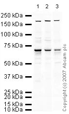 Western blot - Anti-DDX5 antibody (AB21696)