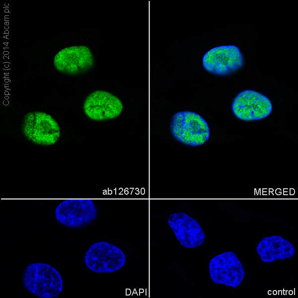 Immunocytochemistry/ Immunofluorescence - Anti-DDX5 antibody [EPR7239] (AB126730)