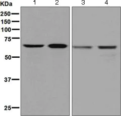 Western blot - Anti-DDX5 antibody [EPR7239] (AB126730)