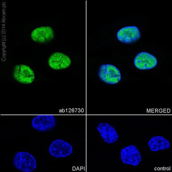 Immunocytochemistry/ Immunofluorescence - Anti-DDX5 antibody [EPR7239] - BSA and Azide free (AB240028)