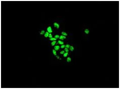 Immunocytochemistry/ Immunofluorescence - Anti-DDX5 antibody [EPR7240] - BSA and Azide free (AB248227)