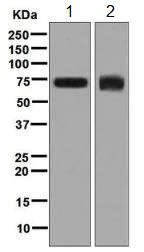 Western blot - Anti-DDX5 antibody [EPR7240] - BSA and Azide free (AB248227)