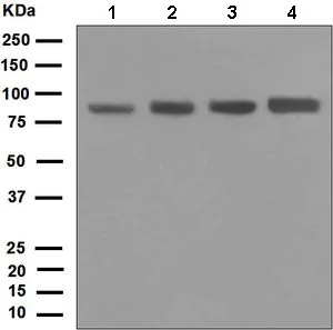 Western blot - Anti-DDX50 antibody [EPR5272] (AB133507)