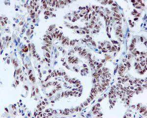 Immunohistochemistry (Formalin/PFA-fixed paraffin-embedded sections) - Anti-DDX50 antibody [EPR5273] (AB109515)
