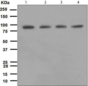 Western blot - Anti-DDX50 antibody [EPR5273] - BSA and Azide free (AB247889)
