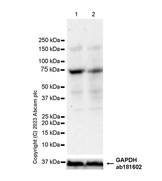 Western blot - Anti-DDX53/CT26 antibody [EPR27384-107] (AB313333)