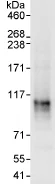 Immunoprecipitation - Anti-DDX54 antibody (AB76947)