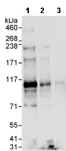 Western blot - Anti-DDX54 antibody (AB76947)