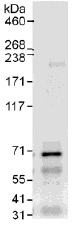 Immunoprecipitation - Anti-DDX55 antibody (AB109591)