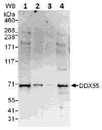 Western blot - Anti-DDX55 antibody (AB109591)