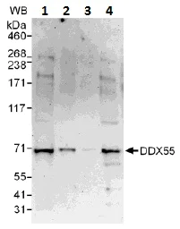 Western blot - Anti-DDX55 antibody (AB109591)