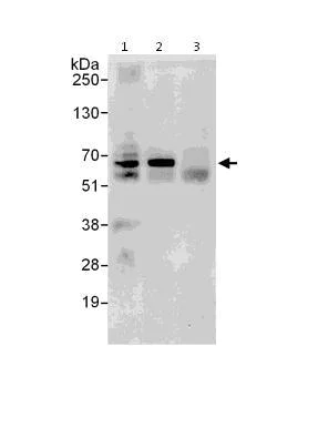 Immunoprecipitation - Anti-DDX56/DDX21 antibody (AB115178)