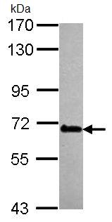 Western blot - Anti-DDX56/DDX21 antibody (AB97648), expandable thumbnail