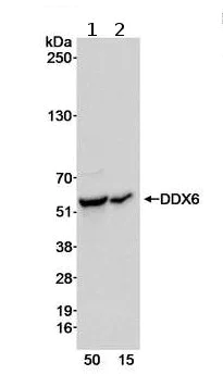 Western blot - Anti-DDX6 antibody (AB70455)