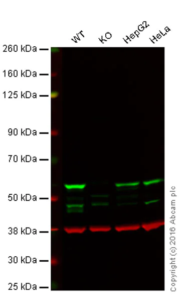 Western blot - Anti-DDX6 antibody [EPR12146] (AB174277)