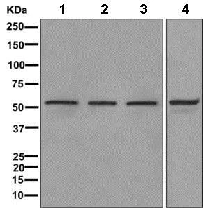 Western blot - Anti-DDX6 antibody [EPR12146] - BSA and Azide free (AB249788)