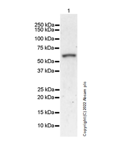 Western blot - Anti-DDX6 antibody [EPR27016-10] (AB307418), expandable thumbnail