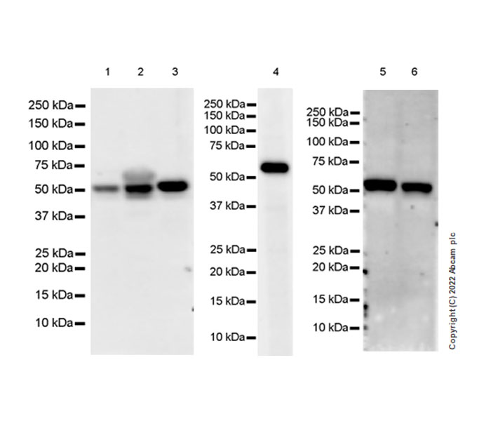 Western blot - Anti-DDX6 antibody [EPR27016-10] (AB307418), expandable thumbnail