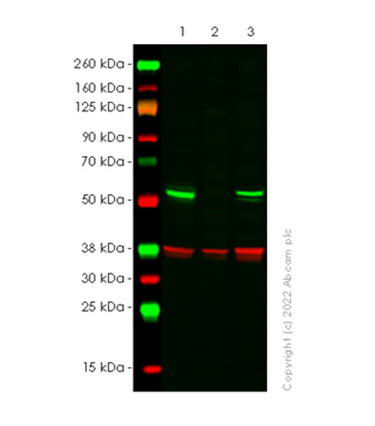 Western blot - Anti-DDX6 antibody [EPR27016-10] (AB307418), expandable thumbnail