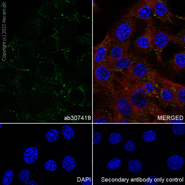 Immunocytochemistry/ Immunofluorescence - Anti-DDX6 antibody [EPR27016-10] - BSA and Azide free (AB307419)