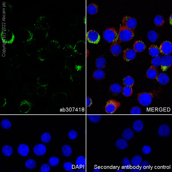 Immunocytochemistry/ Immunofluorescence - Anti-DDX6 antibody [EPR27016-10] - BSA and Azide free (AB307419)