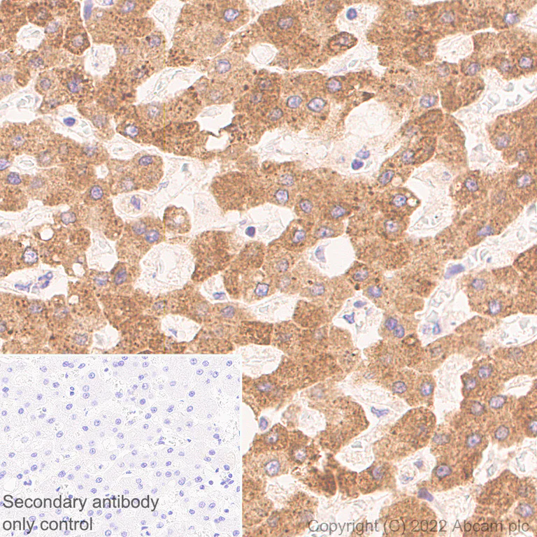 Immunohistochemistry (Formalin/PFA-fixed paraffin-embedded sections) - Anti-DDX6 antibody [EPR27016-10] - BSA and Azide free (AB307419)